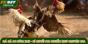 Đá gà 3C hôm nay