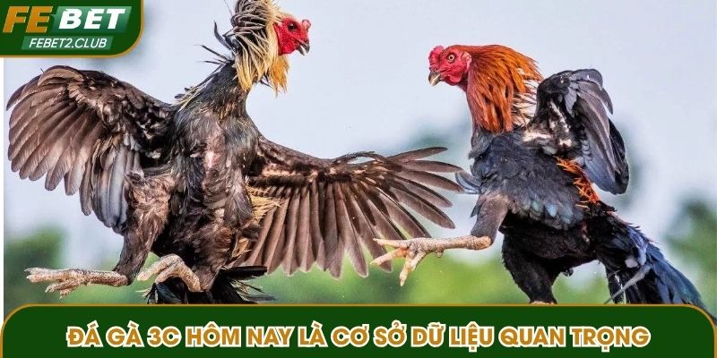 Đá gà 3C hôm nay là cơ sở dữ liệu quan trọng cho người chơi