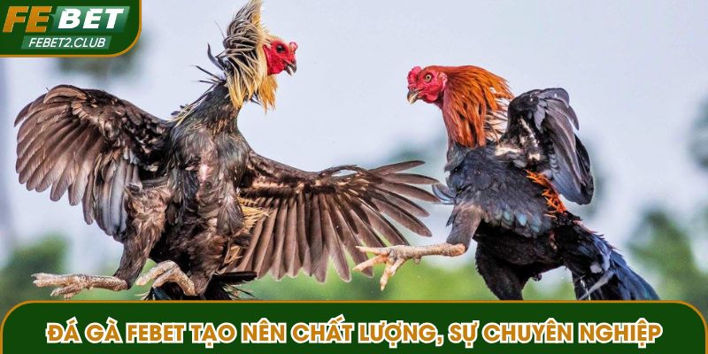 Đá gà FEBET tạo nên chất lượng, sự chuyên nghiệp