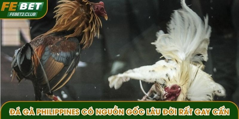 Đá gà Philippines có nguồn gốc lâu đời và rất gay cấn