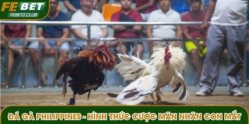 Đá gà Philippines
