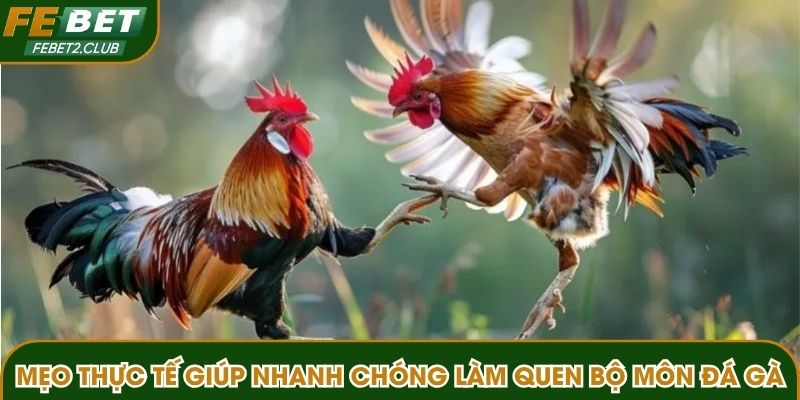Mẹo thực tế giúp người mới nhanh chóng làm quen bộ môn đá gà