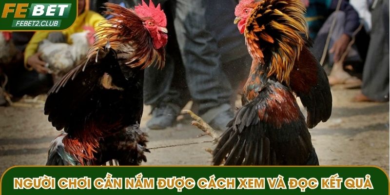 Người chơi cần nắm được cách xem và đọc kết quả đá gà 3C