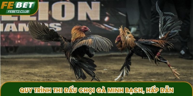 Quy trình thi đấu chọi gà minh bạch, hấp dẫn và dễ hiểu