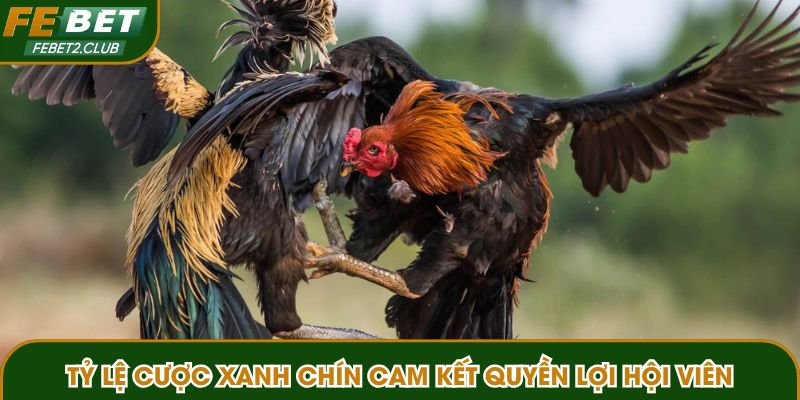 Tỷ lệ cược xanh chín cam kết quyền lợi hội viên